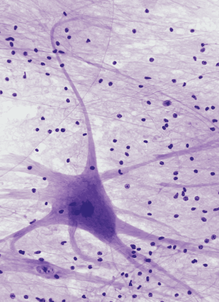 Exosomes and neuronal cell