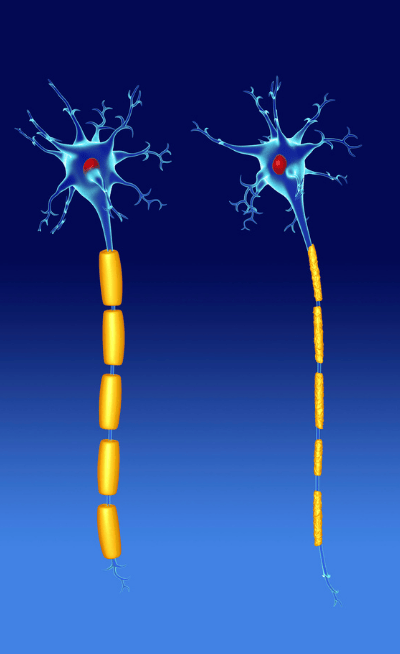 Neurons