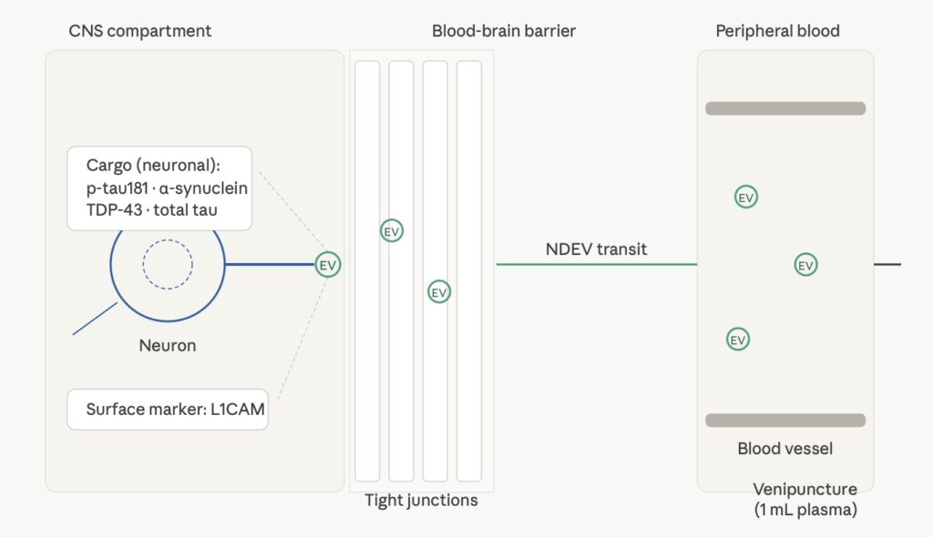 Diagram showing neuron-derived extracellular vesicles crossing blood-brain barrier and entering peripheral circulation for plasma sampling